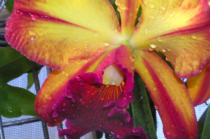 Orchidej