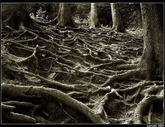 <B>.:Kořeny I:.</B>