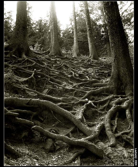 <B>.:Kořeny II:.</B>