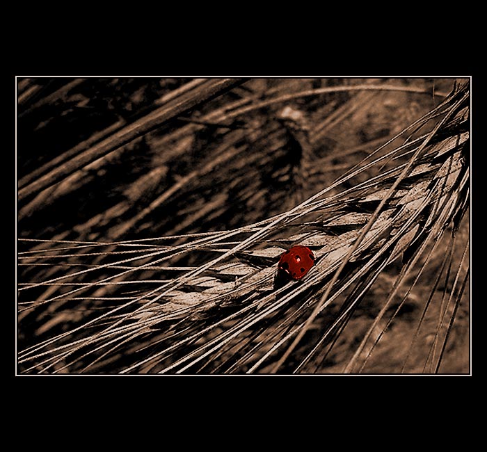 <B>Jedna polní...:O)))