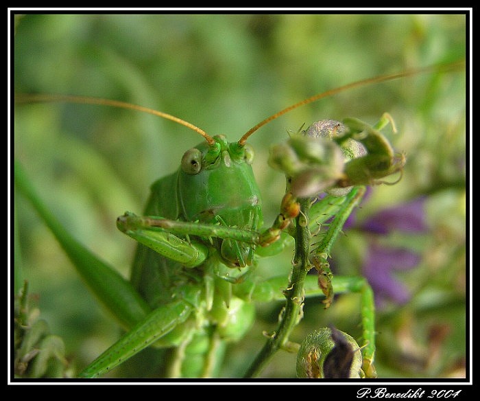 Pozdrav z podzimní louky...