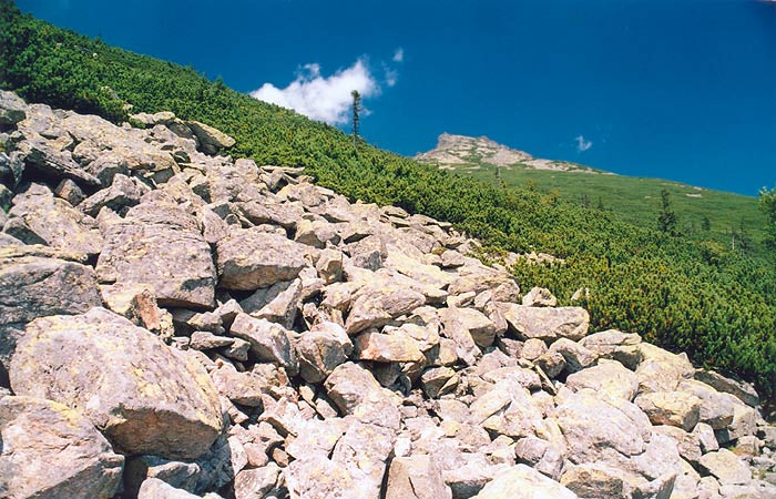 kosodrevina I.