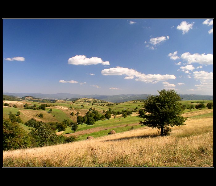 políčka svatohelenských