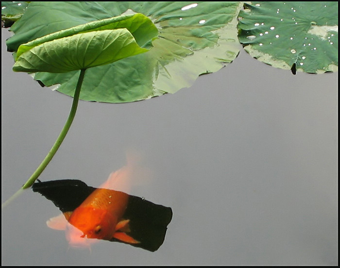 Koi