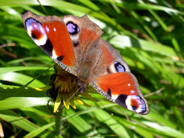 Motyl