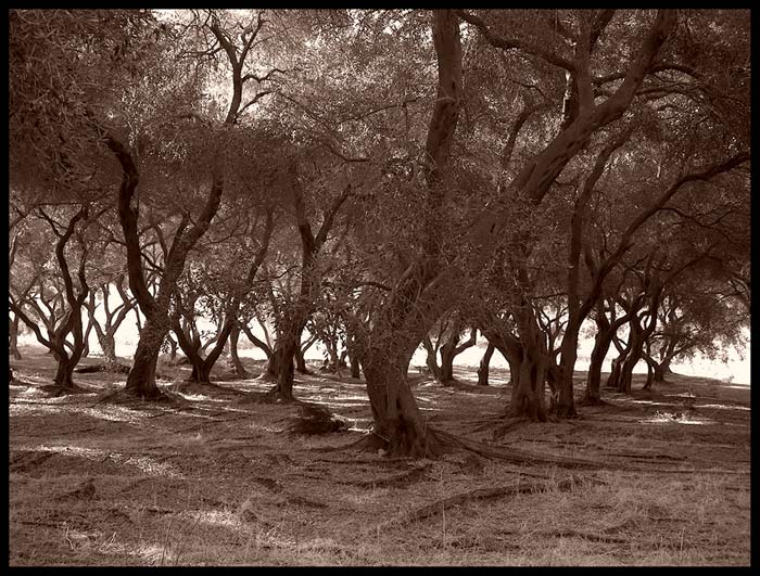 <b>olive wood</b>