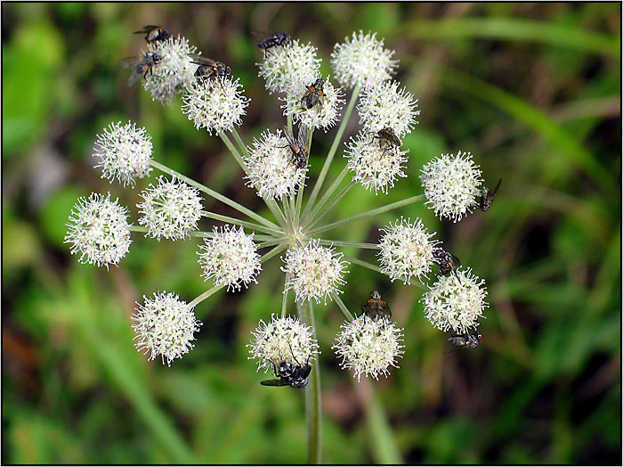 Každý má svoje muchy...