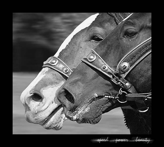 Speed ... power ... beauty