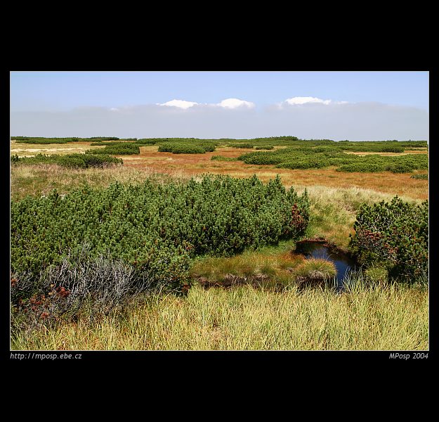 Tundra