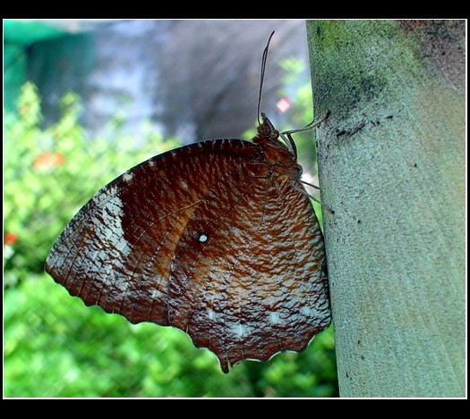 Motýli II.