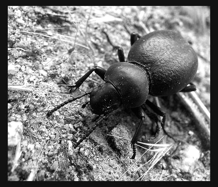 Velký malý blouk :-)