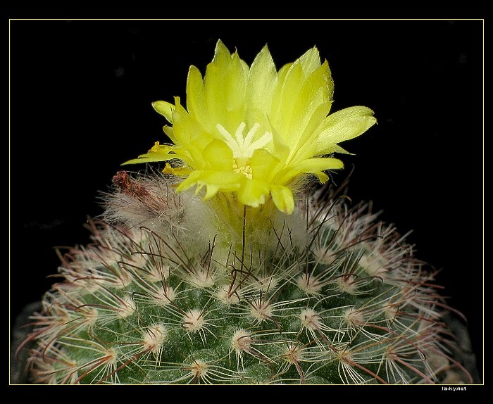 Parodia Setifera