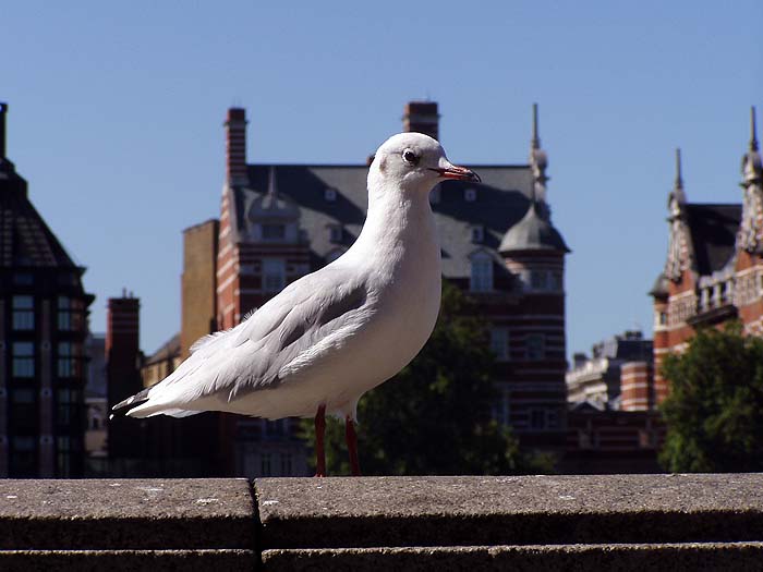 Racek - London