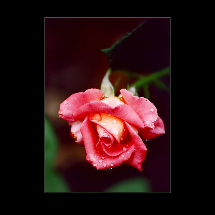 rose, rose...