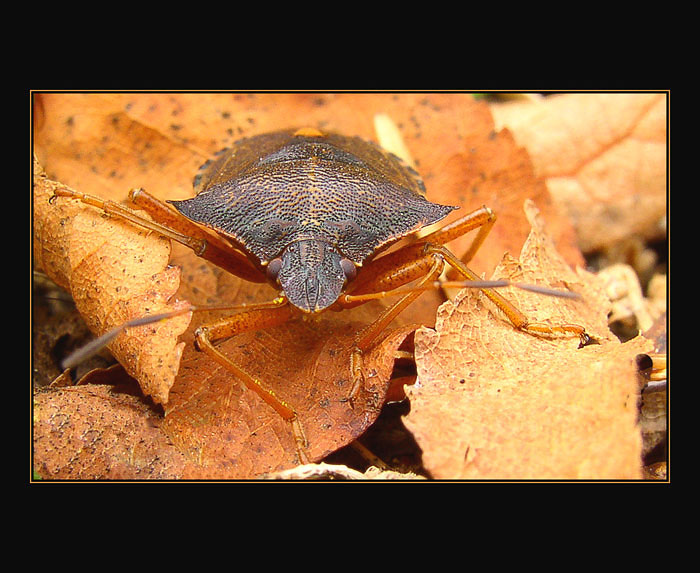 ..the autumn bug..