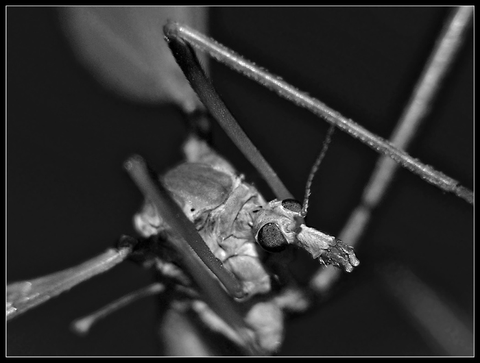 * Tipula II *