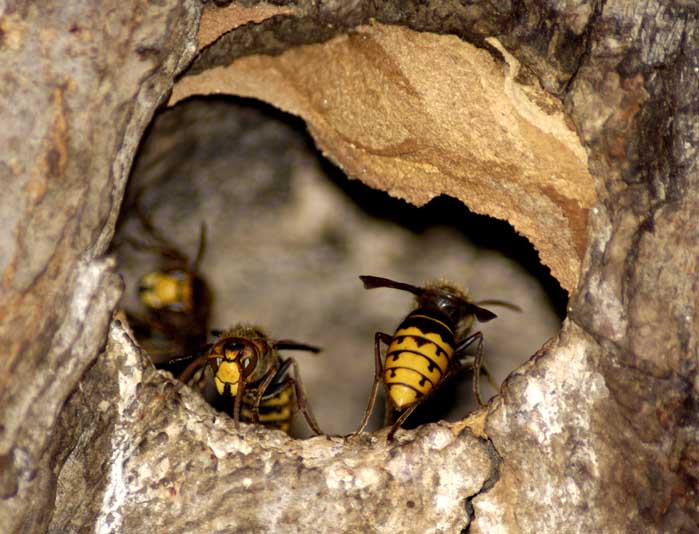 Sršáni - lehce rozostřeno