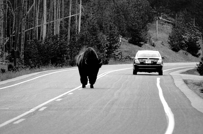 Black Beast.