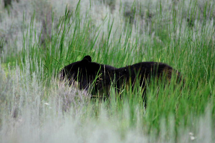 ++ The Bear ++