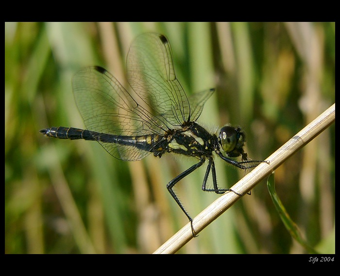 vážka tmavá a něco k snědku
