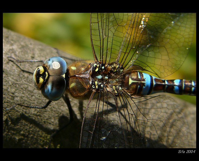 Aeshna mixta (šídlo pestré)