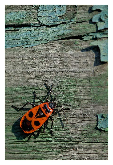 barva odchází, ploštice přichází :)