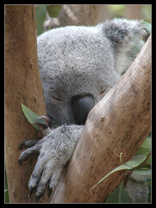 Koala