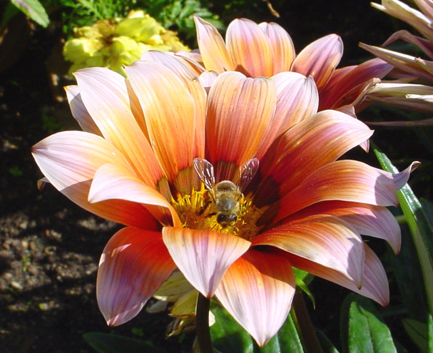 Botanická