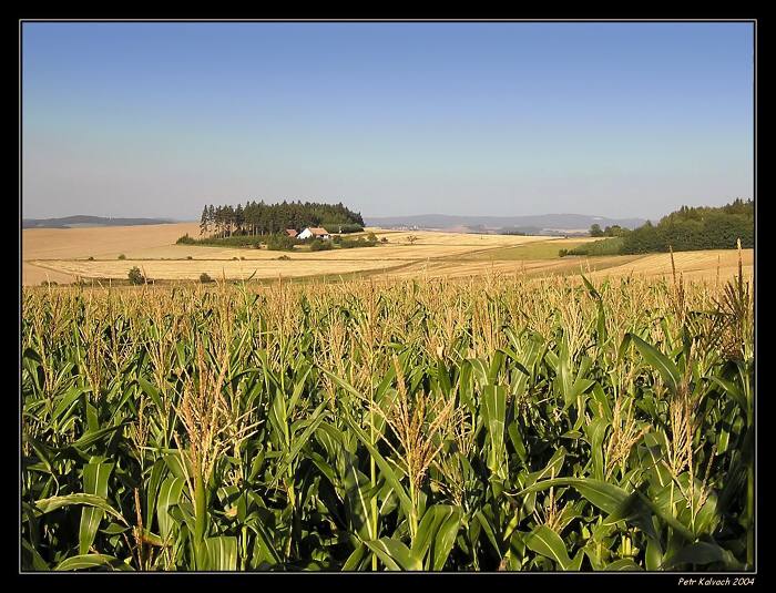 ... dozrávající popcorn ...