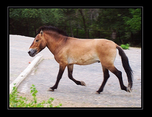 Kůň převalského