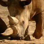 Demonstrace síly...