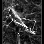 ..pozdrav z louky smrti..