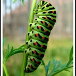 možná jednou motýl !!