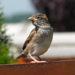 Starostlivá ptačí máma