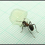 Jak změřit Ferdu (2. část)