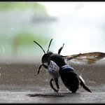 Hlavou zeď neprorazíš