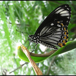 Hledá se maková :) panenka