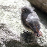 Rehek domácí: první výlet z hnízda