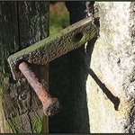 <b>Stáří má zelenou...</b>