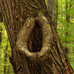 Kam se podívám, kousek tebe mám ...