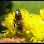 <B>- Včelka v praci -<Br>