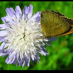 <B>- Motýl Emanuel -<Br>