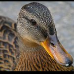 <B>... takhle ,nebo radejí z profilu ?<Br>