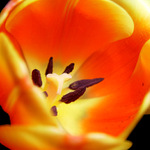 tulipan