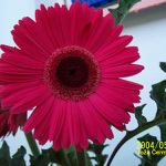 Gerbera