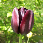 Černý tulipán