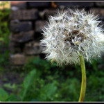 Pampeliška s vadou na kráse