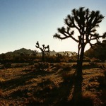 Probouzející se polopoušť