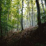 Bělokarpatské bučiny