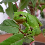 První fotos na Photopost - rosnička